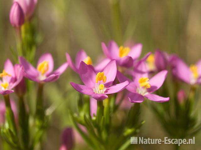 Echt duizendguldenkruid, detail bloemen, AWD6 130709