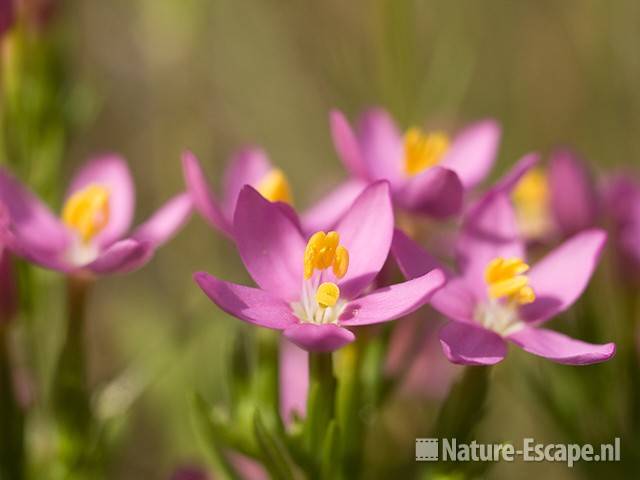 Echt duizendguldenkruid, detail bloemen, AWD7 130709