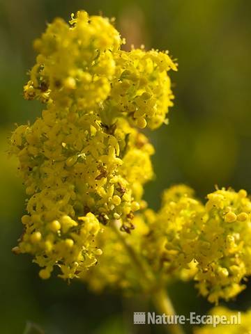 Geel walstro, detail bloemen, Zwanenwater 1 150709