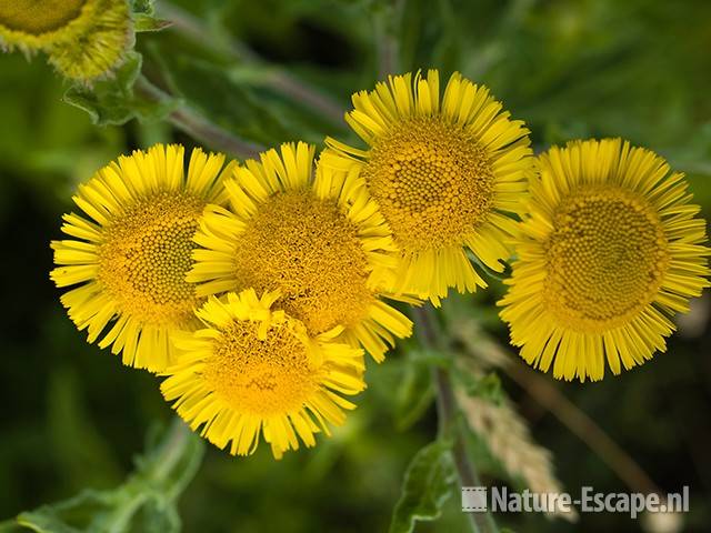 Heelblaadjes, detail bloemen, AWD1 130709