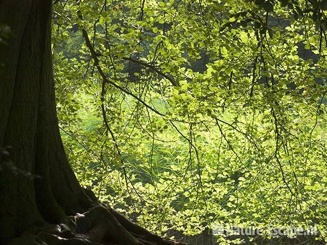 Oude beuk, lichtspel met blad, AWD1 130709