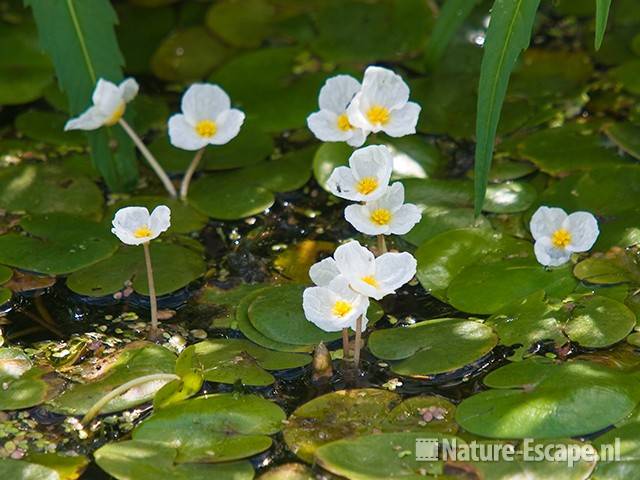 Kikkerbeet, bloemen, Wormer- en Jisperveld 1 130809