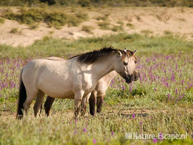 Konikpaarden, Vogelmeer NPZK1 010809