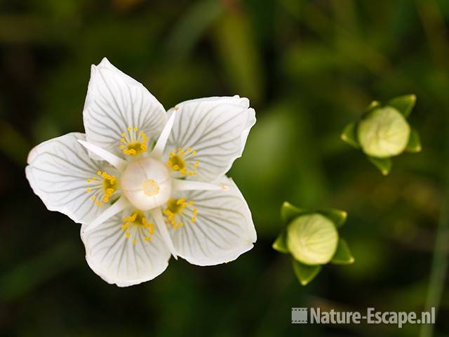 Parnassia, NHD Egmond 2 110809