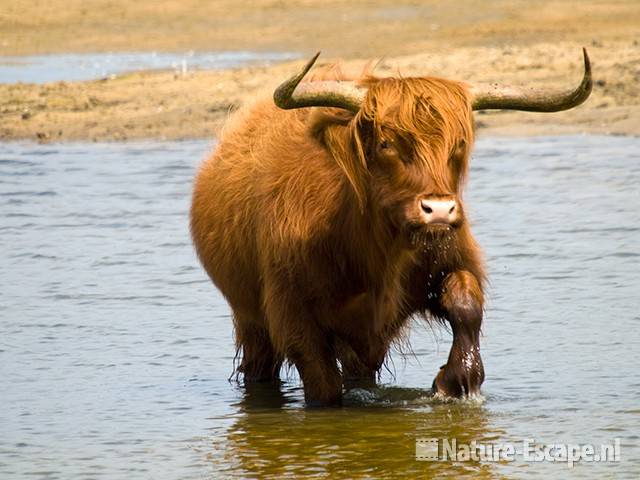 Schotse hooglander, in water, Doornvlak NHD1 100809