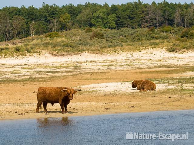 Schotse hooglanders, Doornvlak NHD1 100809