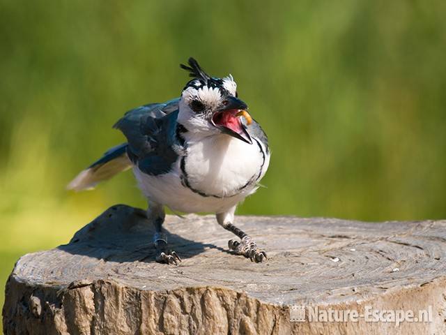 Ekstergaai, eten van meelworm, Avifauna 1 180909