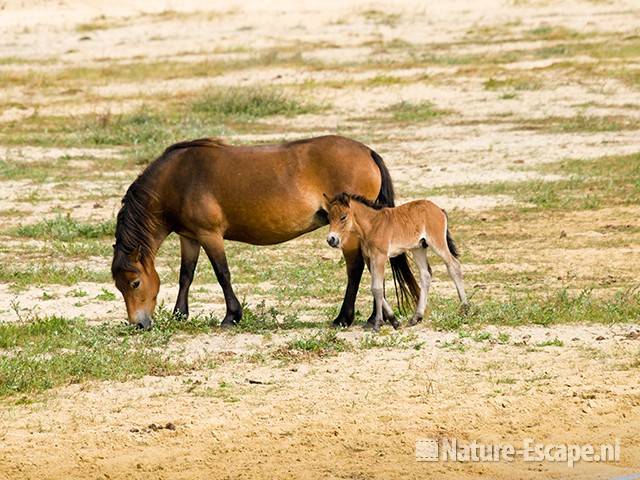 Exmoor pony, merrie met veulen, Doornvlak NHD6 210809