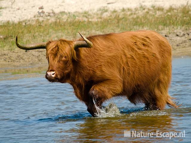 Schotse hooglander, in water, Doornvlak NHD2 100809