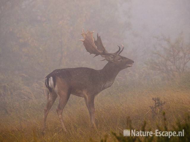 Damhert, bok, burlen, in de mist, AWD1 231009