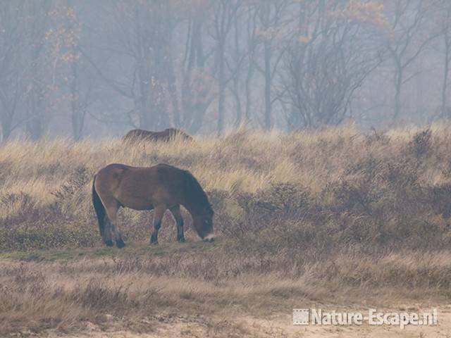 Exmoor pony's, grazend, in mist, Doornvlak NHD2 211109