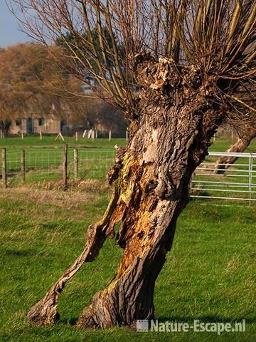 Knotwilg, uitgeholde stam, Busch en Dam1 211109