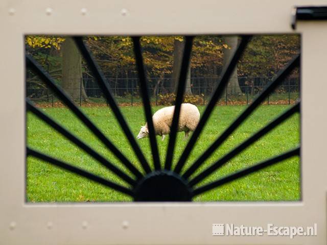 Schaap, door spijlen hek, Elswout 301009