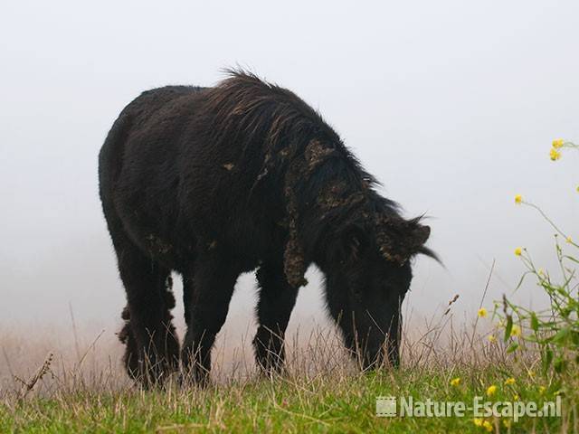 Shetland pony, grazend, Aagtendijk 2 081109