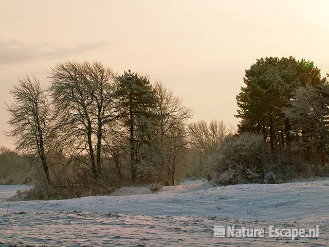 Bomen, in besneeuwd duinlandschap, NHD Cas3 020110