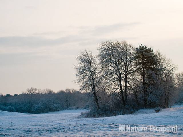 Boomgroepje in besneeuwd duinlandschap, NHD Castricum 1 020110