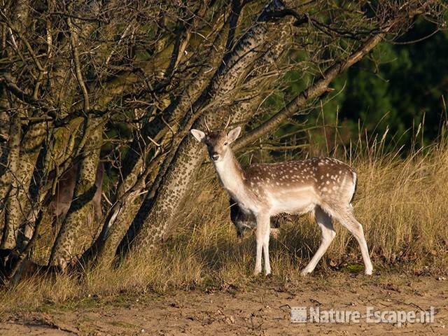 Damhert, bij witte abelen AWD1 121209