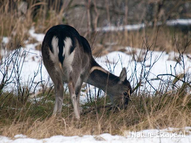 Damhert, foeragerend, in bos AWD1 150110