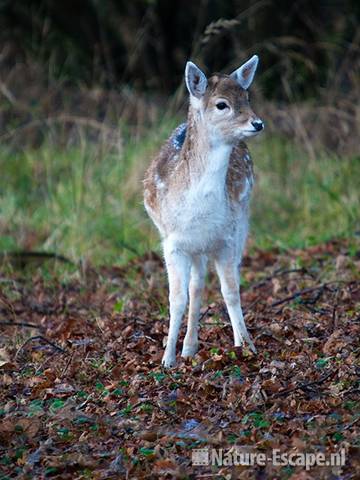 Damhertje, kalf, AWD1 121209