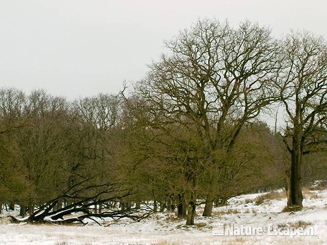 Duinlandschap met eiken en dode boom AWD1 231209