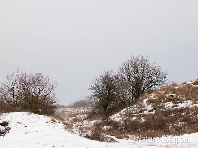 Duinlandschap, winter, AWD1 231209