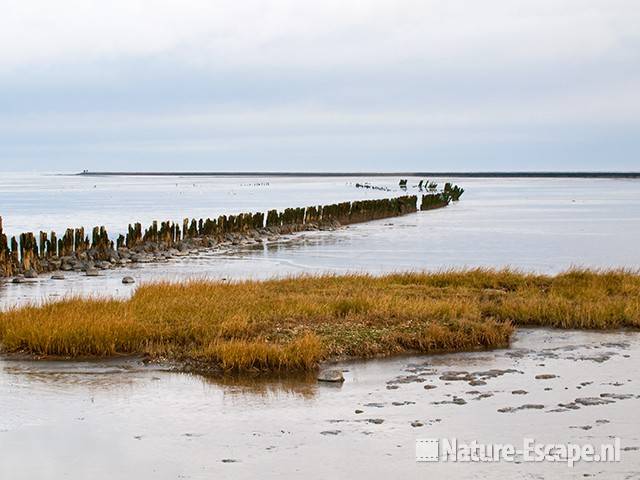 Het wad bij Moddergat 8111209