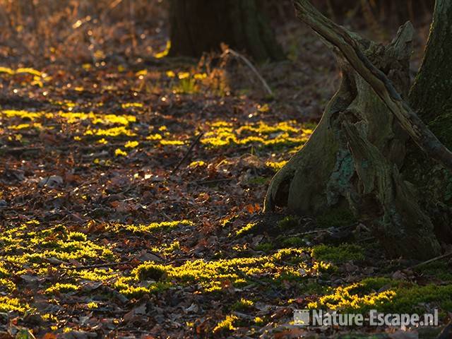 Mos op bosbodem, belicht door opkomende zon, AWD1 121209