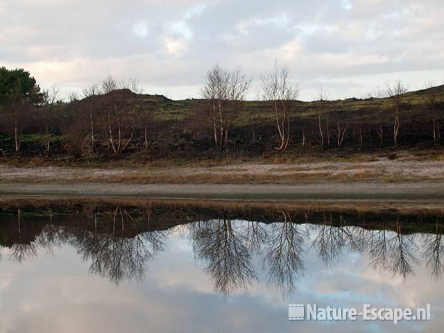 Verschroeide aarde en berken met reflectie in Vogelmeer, SBB Schoorl 2 281209