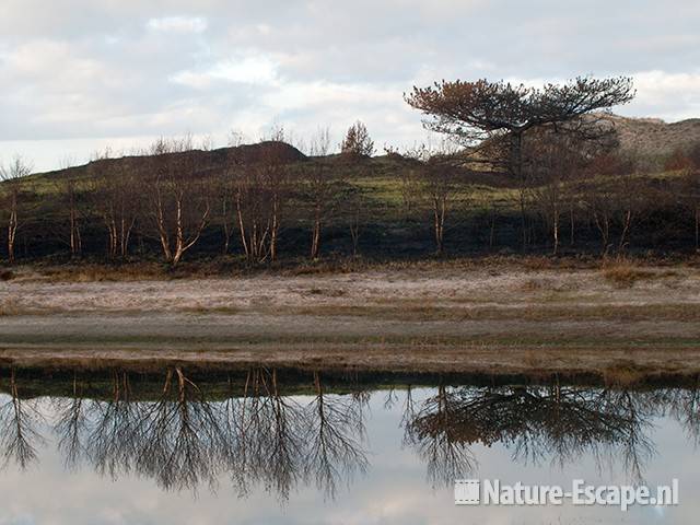 Verschroeide aarde met den en berken met reflectie in Vogelmeer, SBB Schoorl 1 281209