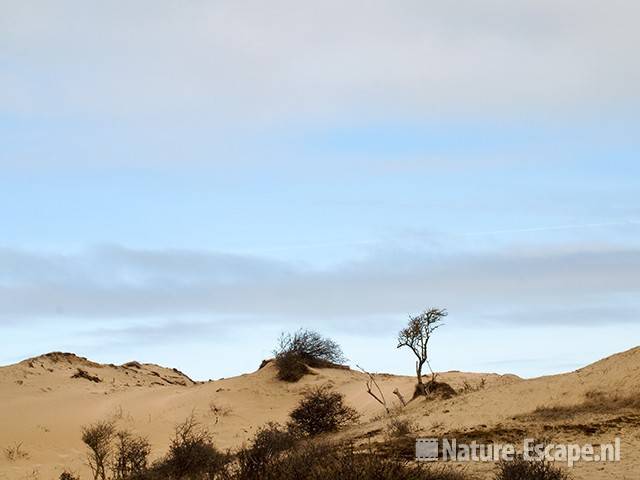 Boompjes op stuifduin, AWD2 130310