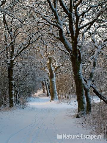 Bospad met eiken en sneeuw, NHD Heemskerk 2 300110