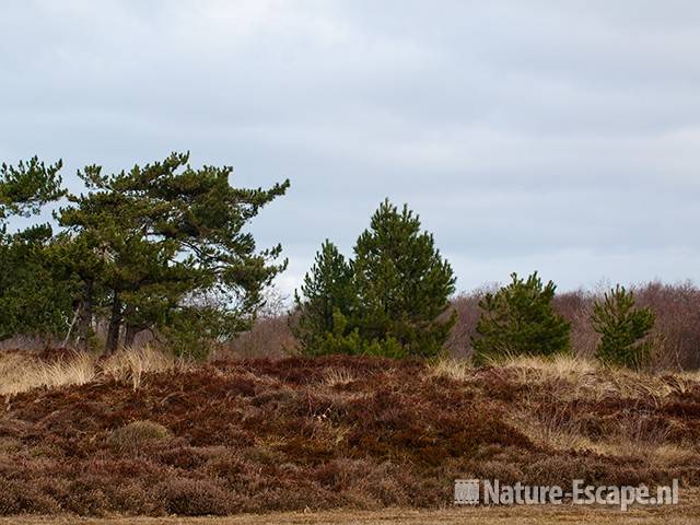 Dennen en heide in het Zwanenwater 1 130210