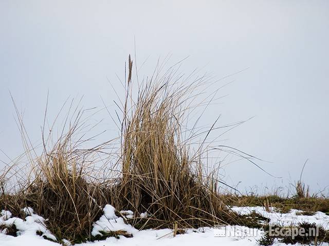 Helmgras op helling, Zwanenwater 1 130210