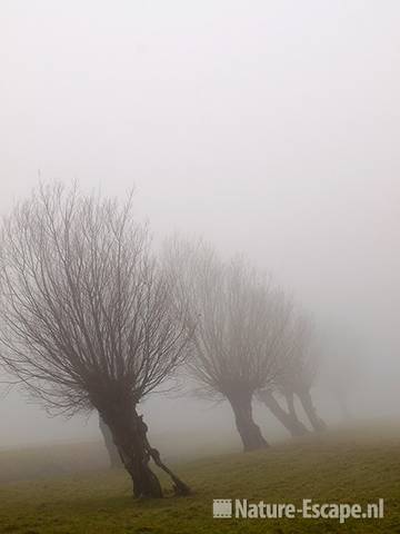 Knotwilgen, in mist Busch en Dam 3 060210