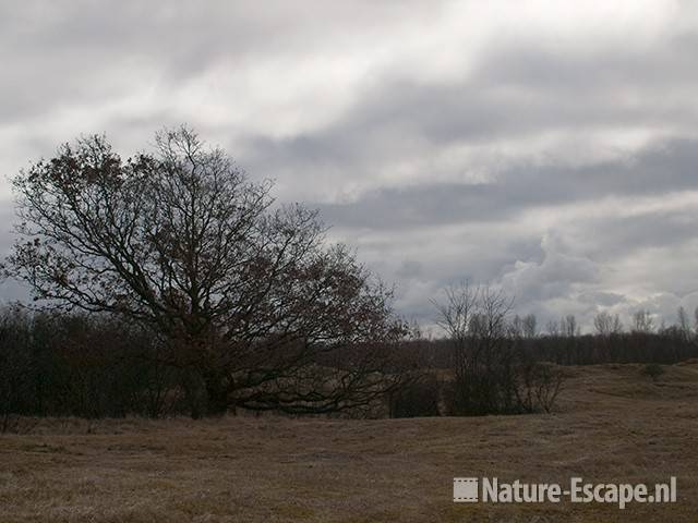 Landschap met zomereik, AWD2 130310