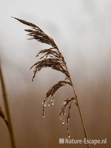 Riet, rietpluim met druppels door mist, Zwmp3 060210