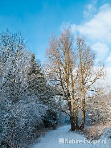 Wilg langs wandelpad, sneeuw, NHD Heemskerk 2 300110