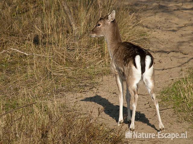 Damhert, jonge bok plassend, AWD1 090410