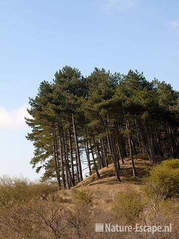 Dennen op een helling, NPZK1 170410