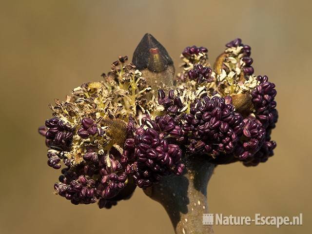 Es, uitlopende bloemknoppen, AWD1 090410