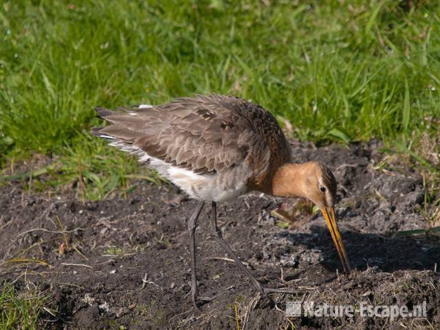 Grutto, foeragerend, Akersloot 1 100410