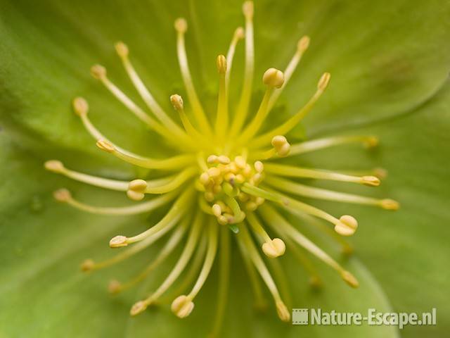 Helleborus argutifolia, detail stamper en meeldraden, tB1 030410