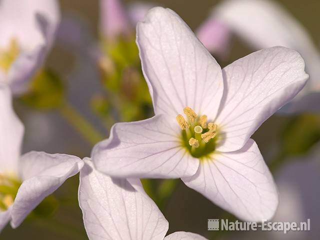 Pinksterbloem, detail bloem, tB1 140410