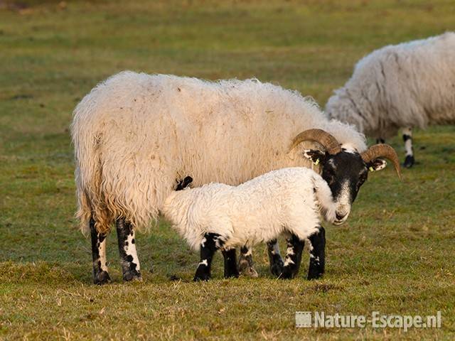 Schaap, Scottish Blackface, ooi met drinkend lam, NHD Heemskerk1 050410