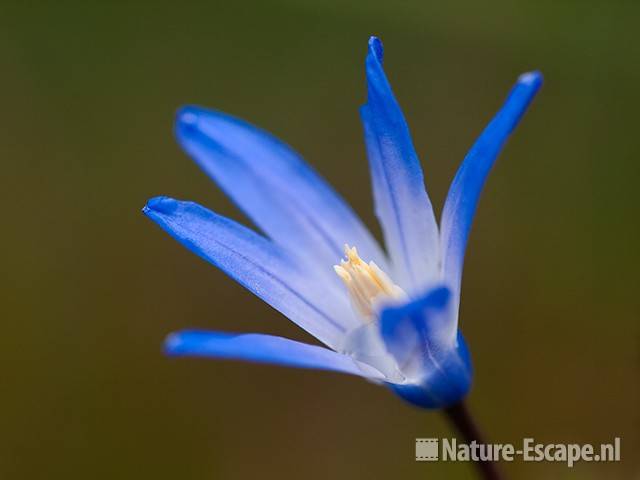 Sneeuwroem, detail bloemen, tB3 030410