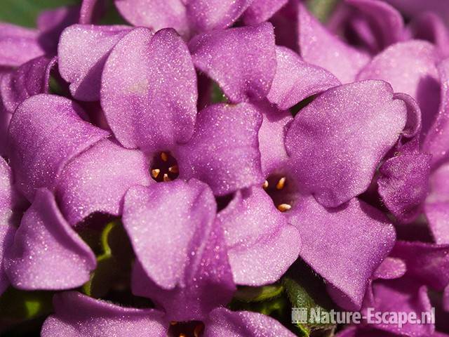 Steenroosje, detail bloemen, tB1 010510