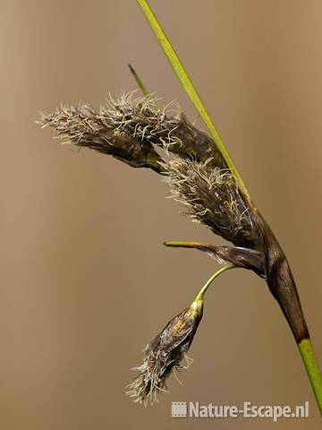 Veenpluis, bloemen, tB1 140410