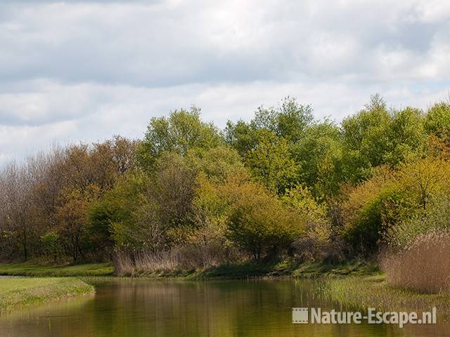 Groen in landschap, bomen met jong blad, AWD 1 100510