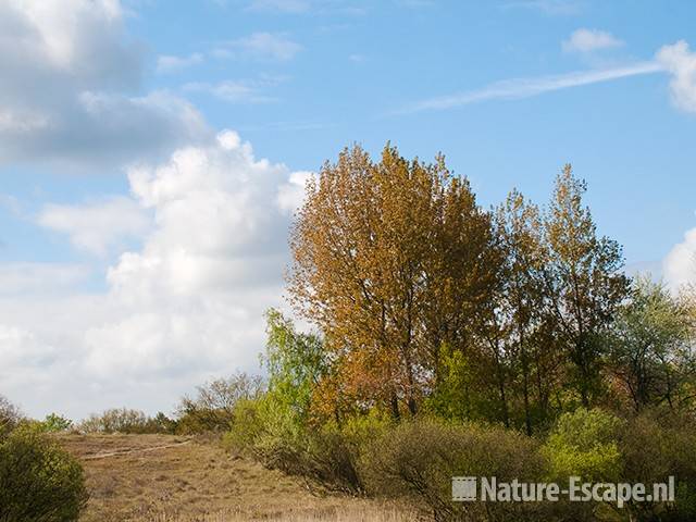 Populieren, in duinlandschap, AWD1 100510