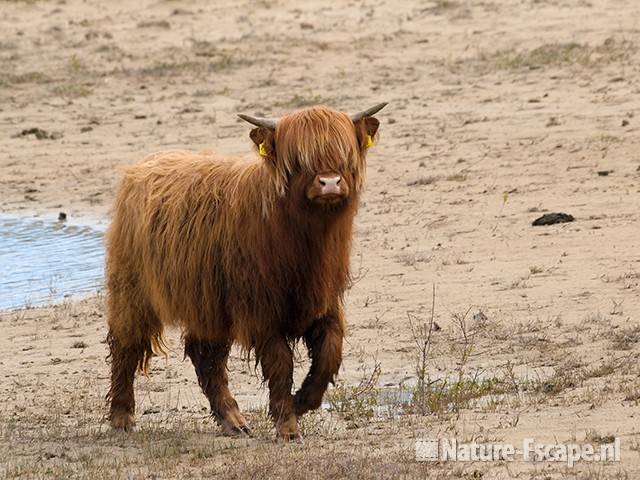 Schotse hooglander, Doornvlak1 050510